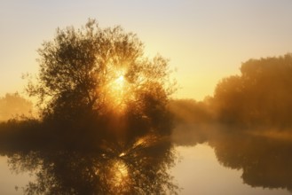 Silver willow (Salix alba) in the morning mist on the river Lippe at sunrise, North