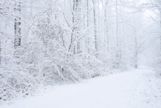 Snowy trail through deciduous forest in winter, North Rhine-Westphalia, Germany