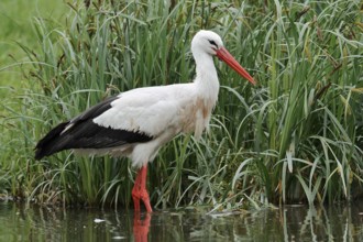 White stork (Ciconia ciconia) foraging in a pond, North Rhine-Westphalia, Germany