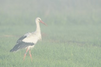 White stork (Ciconia ciconia) in a meadow in the morning mist, North Rhine-Westphalia, Germany
