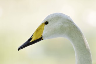 Whooper swan (Cygnus cygnus), portrait, Friesland, Netherlands