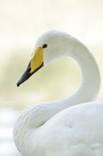 Whooper swan (Cygnus cygnus), portrait, Friesland, Netherlands