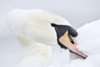 Mute swan (Cygnus olor) grooming its feathers, Alsace, France