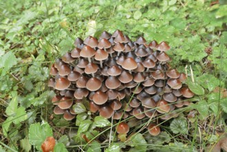 Rogers Mushroom (Britzelmayria multipedata, Psathyrella multipedata), North Rhine-Westphalia,