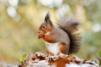 Eurasian squirrel (Sciurus vulgaris) sitting feeding on a pile of leaves with hoarfrost, North