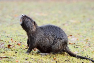 Nutria or swamp beaver (Myocastor coypus) on the shore, North Rhine-Westphalia, Germany, Neozoon in