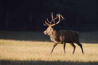 Red deer (Cervus elaphus), roaring in the rutting season, Arnsberg Forest, North Rhine-Westphalia,