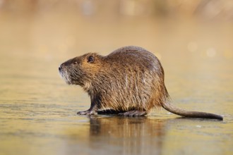Nutria or swamp beaver (Myocastor coypus) on the ice surface of a lake in winter, neozoa in