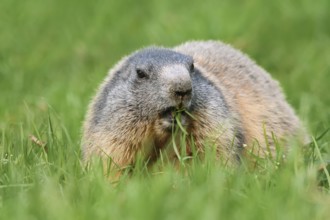 Alpine marmot (Marmota marmota), eating grass, Berchtesgaden National Park, Bavaria, Germany