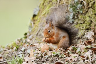 Eurasian squirrel (Sciurus vulgaris) eating a walnut, North Rhine-Westphalia, Germany