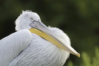 Dalmatian Pelican (Pelecanus crispus), portrait, Lake Kerkini, Central Macedonia, Greece