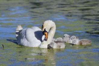 Mute swan (Cygnus olor) with chicks on a lake, North Rhine-Westphalia, Germany