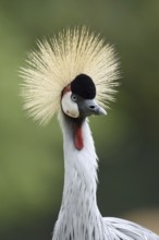 South African Crowned Crane or Grey-necked Crowned Crane (Balearica regulorum), portrait, captive,