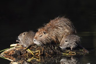 Nutria or swamp beaver (Myocastor coypus), female with young, North Rhine-Westphalia, Germany,