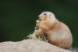 Black-tailed prairie dog (Cynomys ludovicianus) with dry grass at the burrow, North America
