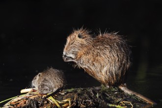 Nutria or swamp beaver (Myocastor coypus), female grooming with young, North Rhine-Westphalia,