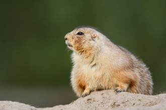 Black-tailed prairie dog (Cynomys ludovicianus) at the den, North America