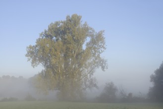 Bastard black poplar or Canada poplar (Populus ×canadensis, Populus ×euramericana) in the morning