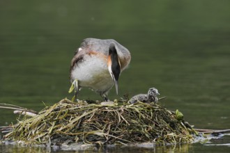 Great Crested Grebe (Podiceps scalloped ribbonfish) with chicks on the nest, North
