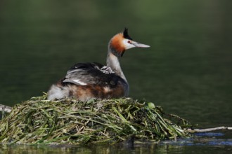 Great Crested Grebe (Podiceps Scalloped ribbonfish) sitting brooding with chicks on the nest, North