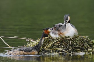 Great Crested Grebe (Podiceps Scalloped ribbonfish) feeding chicks on the nest, North