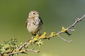 Meadow Pipit (Anthus pratensis), Schleswig-Holstein, Germany