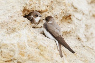 Sand martin (Riparia riparia), pair at the breeding tube, Schleswig-Holstein, Germany