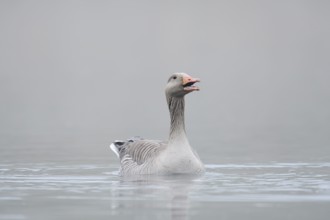 Greylag goose (Anser anser) swimming in the morning mist on a lake, North Rhine-Westphalia, Germany