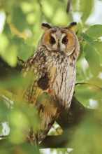 Long-eared owl (Asio otus) sitting in a tree, North Rhine-Westphalia, Germany