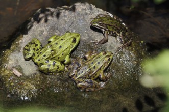 Pond frogs (Pelophylax esculentus, Rana esculenta) sitting on a stone, North Rhine-Westphalia,