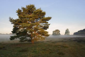 Scots pine or Scots pine (Pinus sylvestris) in heathland, Westruper Heide, North Rhine-Westphalia,