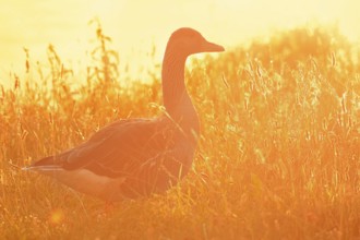 Greylag goose (Anser anser) standing against the light in a meadow at sunrise, North