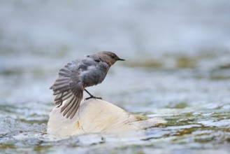 Grey White-throated White-throated Dipper (Cinclus mexicanus), Waterton Lakes National Park,