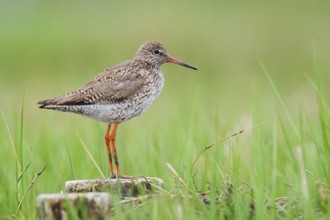 Redshank (Tringa totanus), Schleswig-Holstein, Germany