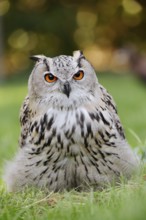 Turkmen Eagle Owl or Turkmen Eagle Owl (Bubo bubo omissus) sitting in a meadow, captive, occurrence