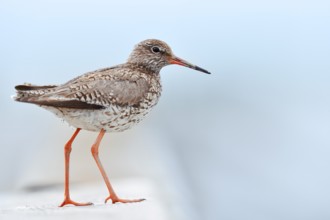 Redshank (Tringa totanus) calling, Schleswig-Holstein, Germany