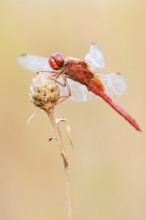 Scarlet Dragonfly (Crocothemis erythraea), male with dewdrops, North Rhine-Westphalia, Germany