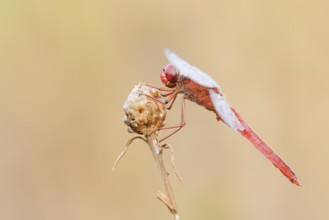 Scarlet Dragonfly (Crocothemis erythraea), male with dewdrops, North Rhine-Westphalia, Germany