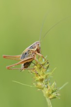 Roesel's bush-cricket (Roeseliana roeselii, Metrioptera roeselii), male, North Rhine-Westphalia,