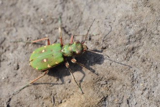 Field sand beetle or field sandpiper (Cicindela campestris), North Rhine-Westphalia, Germany