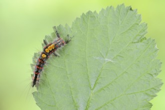 Blackthorn brush moth or small brush moth (Orgyia antiqua), caterpillar, North Rhine-Westphalia,