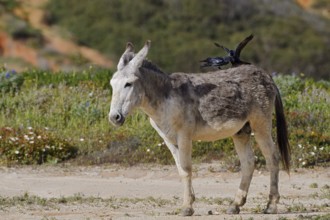 Domestic donkey (Equus asinus asinus) with jackdaws (Corvus monedula, Coloeus monedula) on its
