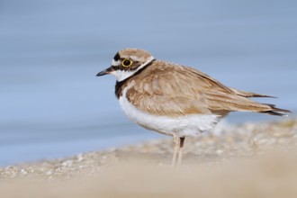 Little Ringed Plover (Charadrius dubius), North Rhine-Westphalia, Germany