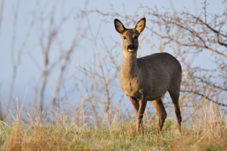 European roe deer (Capreolus capreolus), doe, North Rhine-Westphalia, Germany
