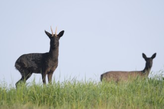 European roe deer (Capreolus capreolus), black roebuck, Lower Saxony, Germany