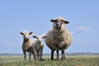 Domestic sheep (Ovis orientalis aries), female with lambs, Schleswig-Holstein, Germany