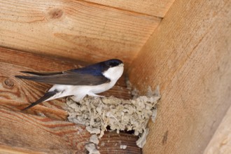 House martin (Delichon urbicum) building a nest, Schleswig-Holstein, Germany
