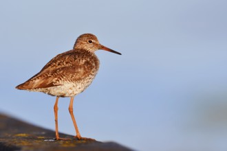 Redshank (Tringa totanus), Schleswig-Holstein, Germany