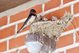 Barn Swallow (Hirundo rustica) with chicks in the nest, Schleswig-Holstein, Germany