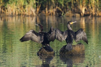 Cormorants (Phalacrocorax carbo) sitting on tree stumps in the water and drying their feathers,